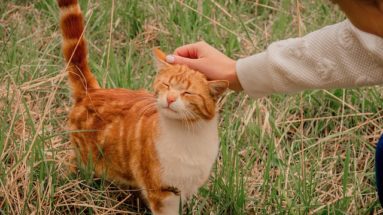 kindness, cat, pet